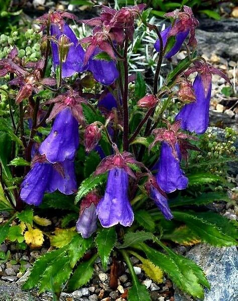 SYMPHYANDRA wanneri (1460)